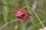 Parrot pitcherplant